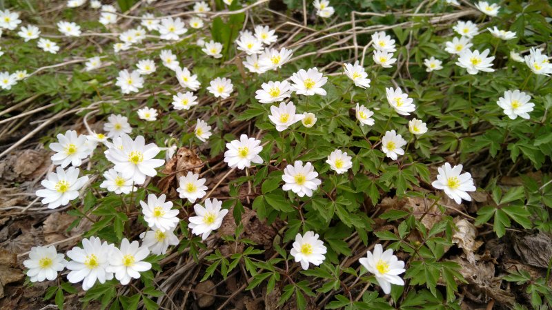 Anemone nemorosa 'Hilda' Ветреница дубравная